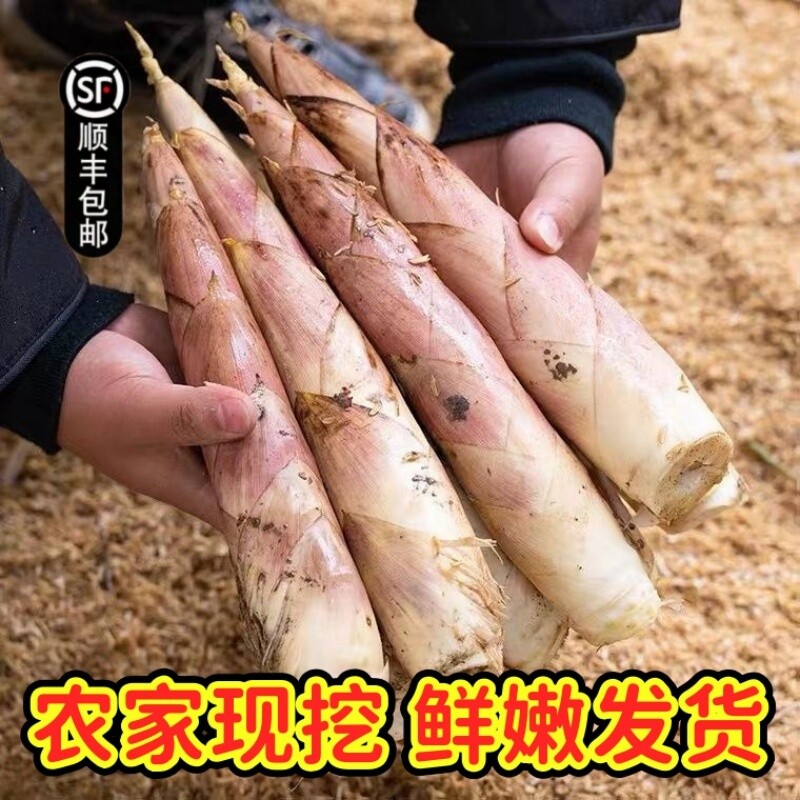 【顺丰冷链】正宗浙江杭州发货新鲜雷竹笋农家春笋鲜嫩去老根冬笋
