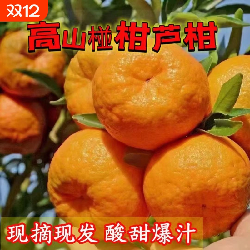 正宗四川椪柑水果高山芦柑当季丑橘多汁新鲜现摘现发非耙耙柑整箱