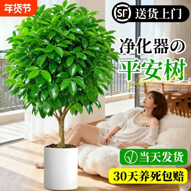 平安树大型绿植客厅盆栽四季好养活室内除甲醛植物大棵幸福树专业