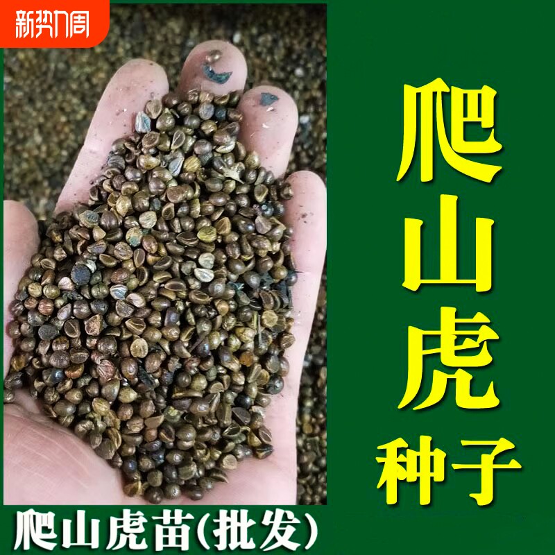 爬山虎种子爬藤植物四季青爬墙虎草籽庭院护坡三叶五叶树苗耐寒