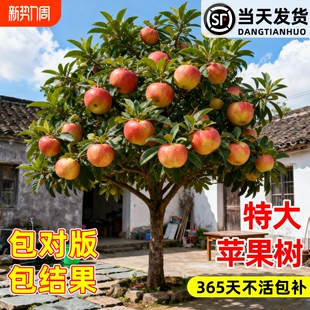 苹果树果苗红富士种植苗耐寒南方树苗冰糖心果树当年结果庭院超甜