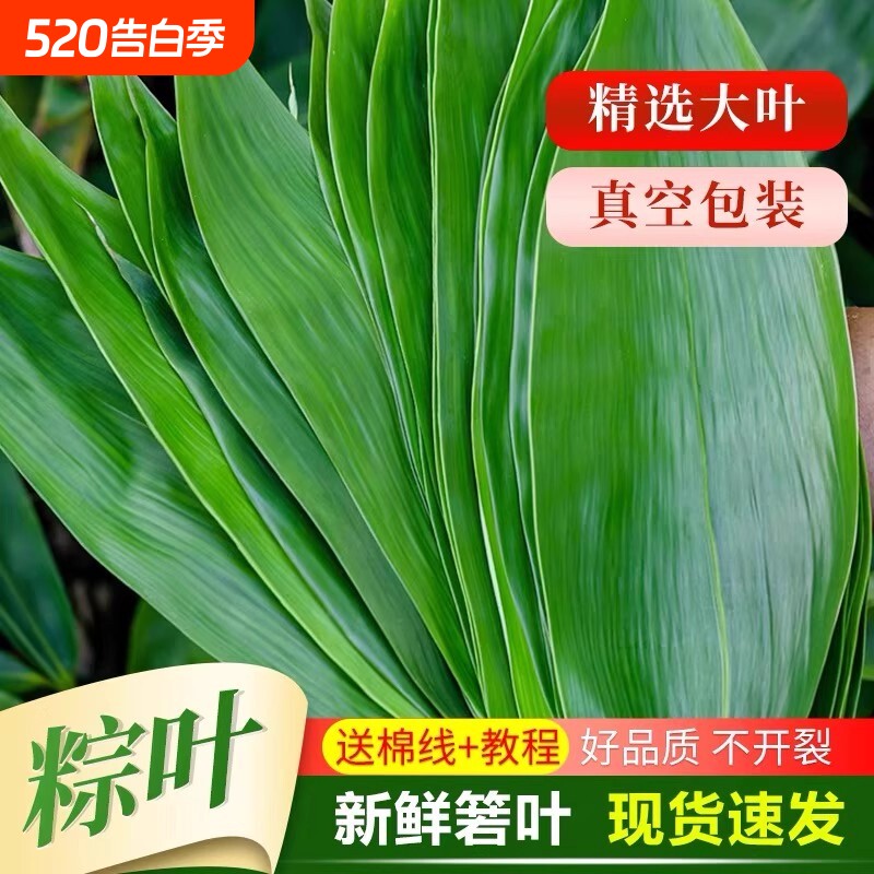 粽叶新鲜粽子叶大号精选包粽子专用的叶子端午鲜叶干叶特大家商用