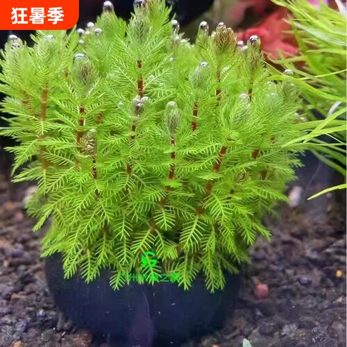狐尾藻坨草水草鱼缸水草造景鱼草缸绿植活净水懒人养鱼羽毛淡水