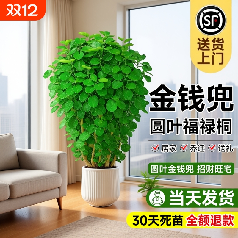 金钱兜大型绿植客厅办公好养活