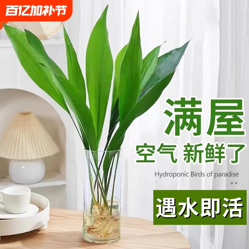 水培一叶兰绿植室内盆栽四季常青客厅水养植物好养活懒人耐阴卧室