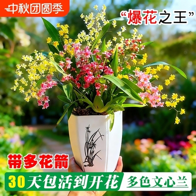 年宵花香水文心兰带花梦香兰花苗可水培室内好养浓香花卉绿植盆栽