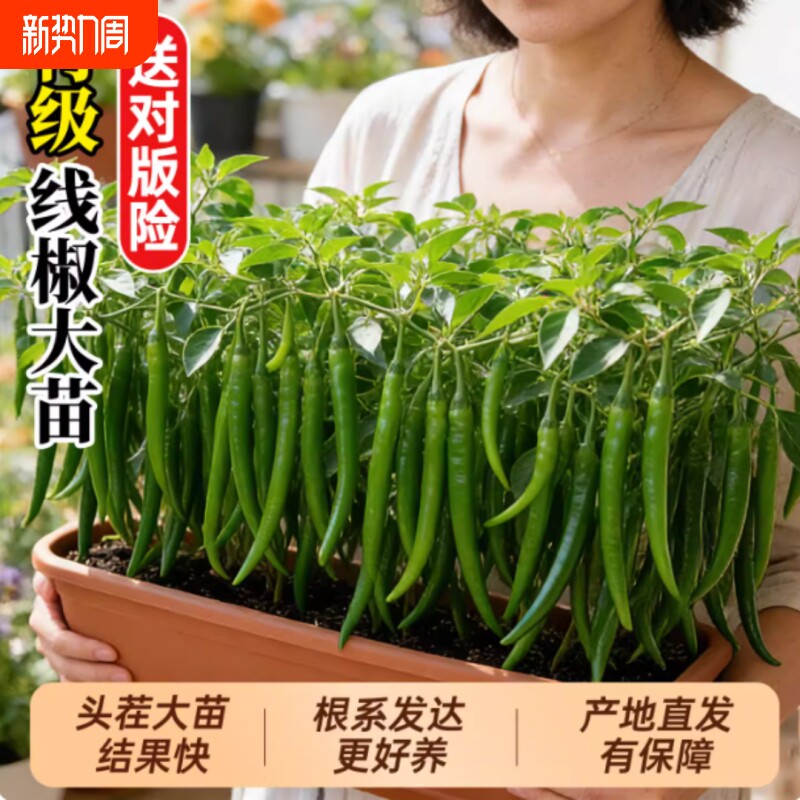 椒秧苗小辣椒朝天椒螺丝椒金条椒大全种籽阳台优质可食用开花高产