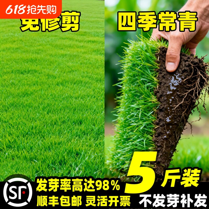 草坪草籽四季常青护坡固土狗牙根黑麦草种子矮生庭院地毯草皮绿化