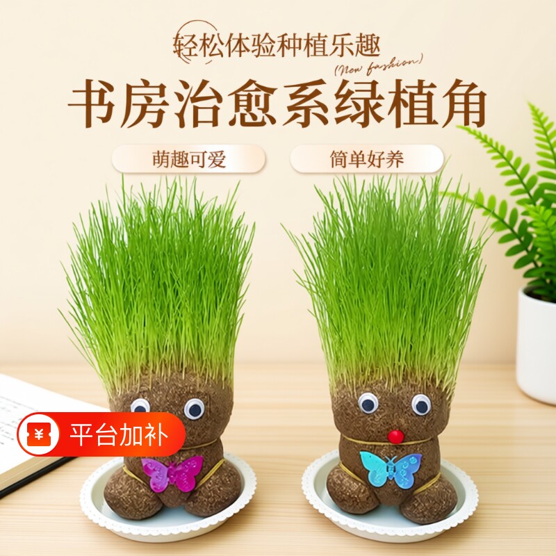 趣味长草娃娃小盆栽草头娃娃猫草绿植儿童小植物幼儿园室内好养