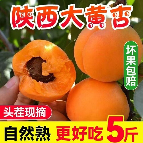 杏子新鲜水果【果园现摘】正宗大黄杏应季黄杏酸甜整箱批发