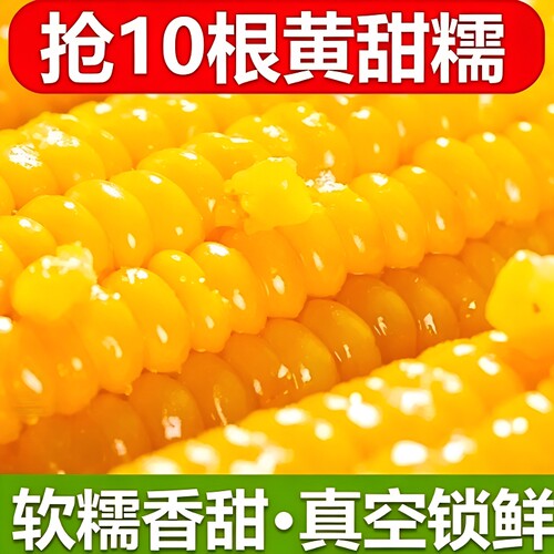 东北黄糯玉米新鲜甜糯玉米黑龙江黏玉米软糯香甜低脂真空包装10根