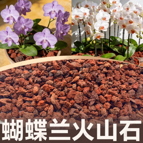 火山石多肉铺面石|超4000次加购