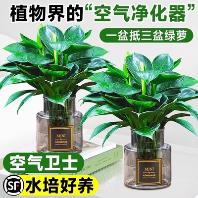 大叶金钻水培植物绿公主盆栽室内好养绿萝吸除甲醛四季花卉绿植