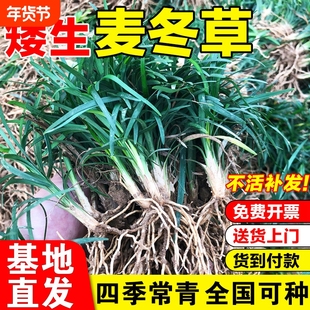 矮麦冬草苗日本玉龙草耐寒别墅庭院绿化草坪植物细叶麦冬新鲜种植