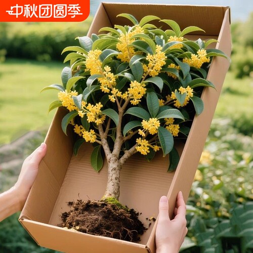 金桂桂花树苗花卉室外大树四季桂老桩庭院八月桂地栽绿植丹桂开花