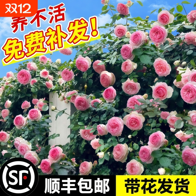 蔷薇花苗爬藤月季四季开花卉植物藤本盆栽玫瑰花树苗阳台果汁室外