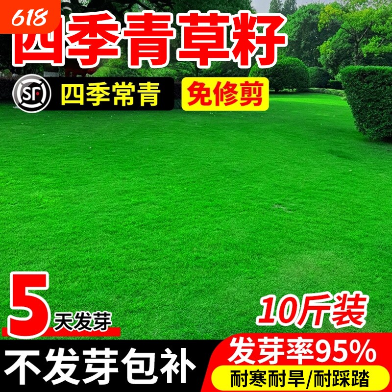 四季青草籽矮生免修剪耐践踏草坪种籽耐寒耐旱庭院工程绿化草种子