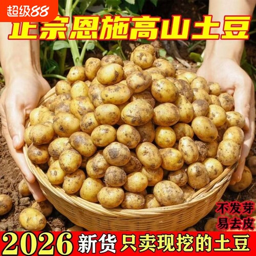 恩施小土豆土豆湖北批发迷你黄心新鲜高山蔬菜洋芋现挖马铃薯自提