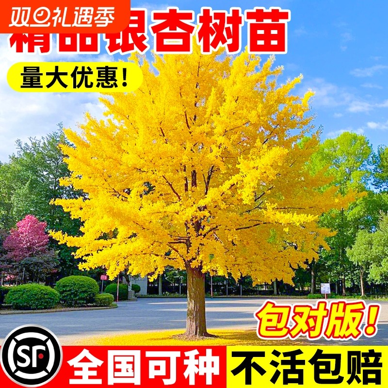 银杏树活苗金叶白果别墅庭院绿化风景室外大树苗行道树种植耐寒