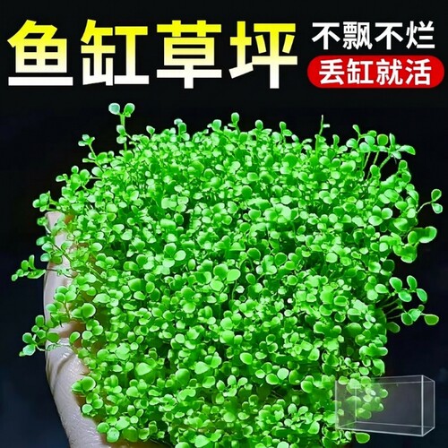 爬地矮珍珠水草网片净化水质