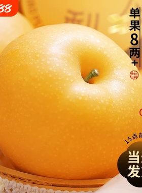 正宗秋月梨中秋现摘现发水果新鲜整箱当季梨子山东应季官方正品