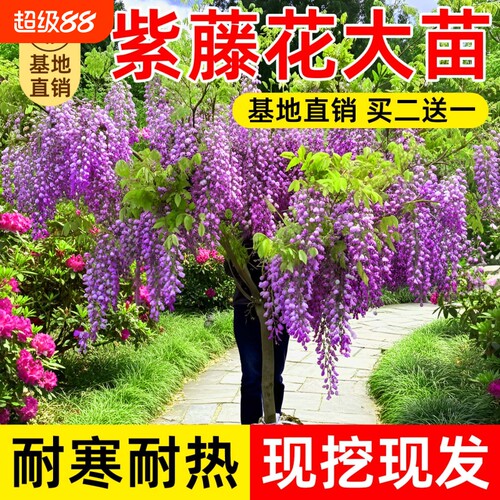 紫藤花树苗庭院花卉紫藤萝室外爬藤植物开花盆栽重瓣小苗观赏耐寒