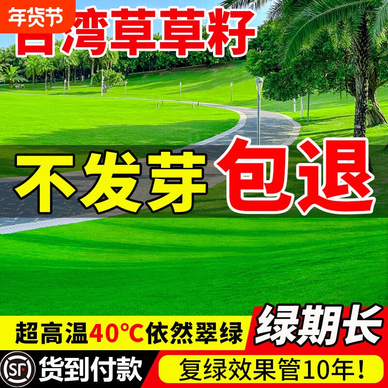 台湾草草籽矮生细叶结缕草草坪种子四季常青庭院台湾二号种籽护坡