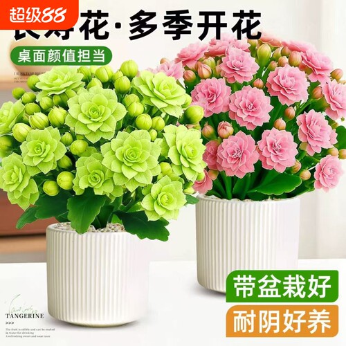 长寿花盆栽花苗带花苞重瓣大花金狐狸室内多年生好养的花卉绿植