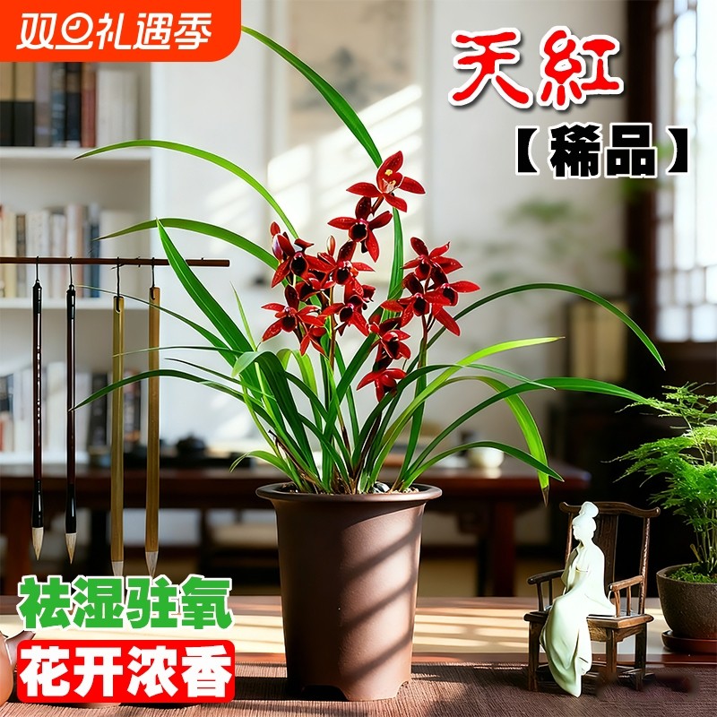 建兰天红名贵四季兰红素花苗夏带花苞浓香室内好养盆栽花卉客厅