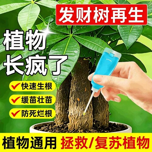 发财树营养液专用再生剂黄叶枯叶烂根专用盆栽植物再生复活液肥料