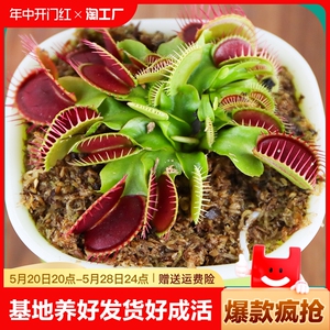 捕蝇草盆栽苗食人花猪笼草植物捕虫扑蝇草蚊趣味食虫绿植花卉新手