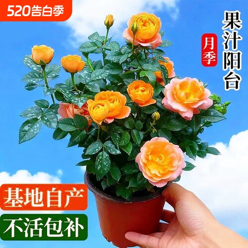 果汁阳台月季花花卉室内四季开花特大盆栽玫瑰灌木树苗玫瑰花植物