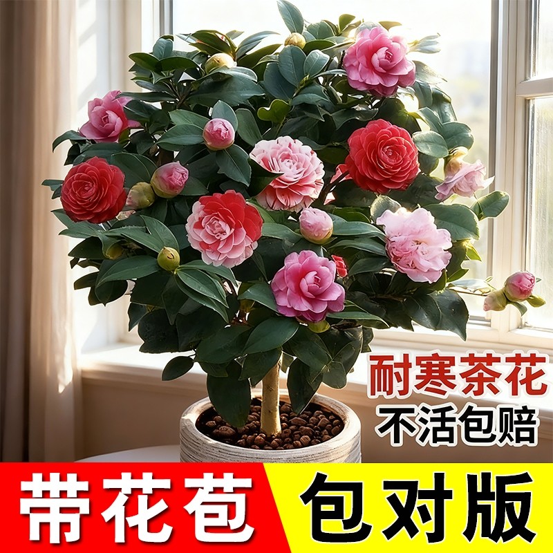 茶花树苗带花苞香妃四季山茶花花苗盆栽耐寒好养绿植客厅桌面耐阴