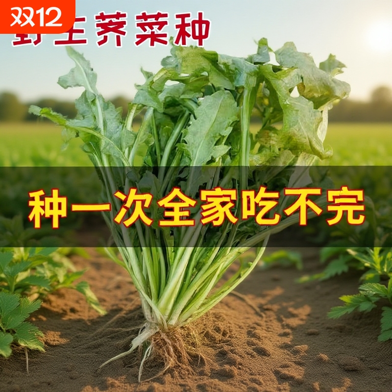 正品天然野生荠荠菜种籽特色农家老品种保健养生野菜芨芨菜种子孑