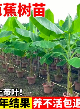 芭蕉树苗绿植盆栽庭院香蕉树苗大型北方室内外耐寒植物大叶巴蕉苗