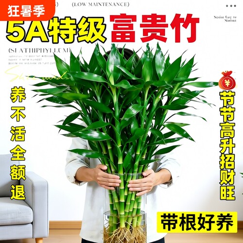 富贵竹带根水培植物客厅招财室内花卉绿植观音竹转运竹子盆栽桌面