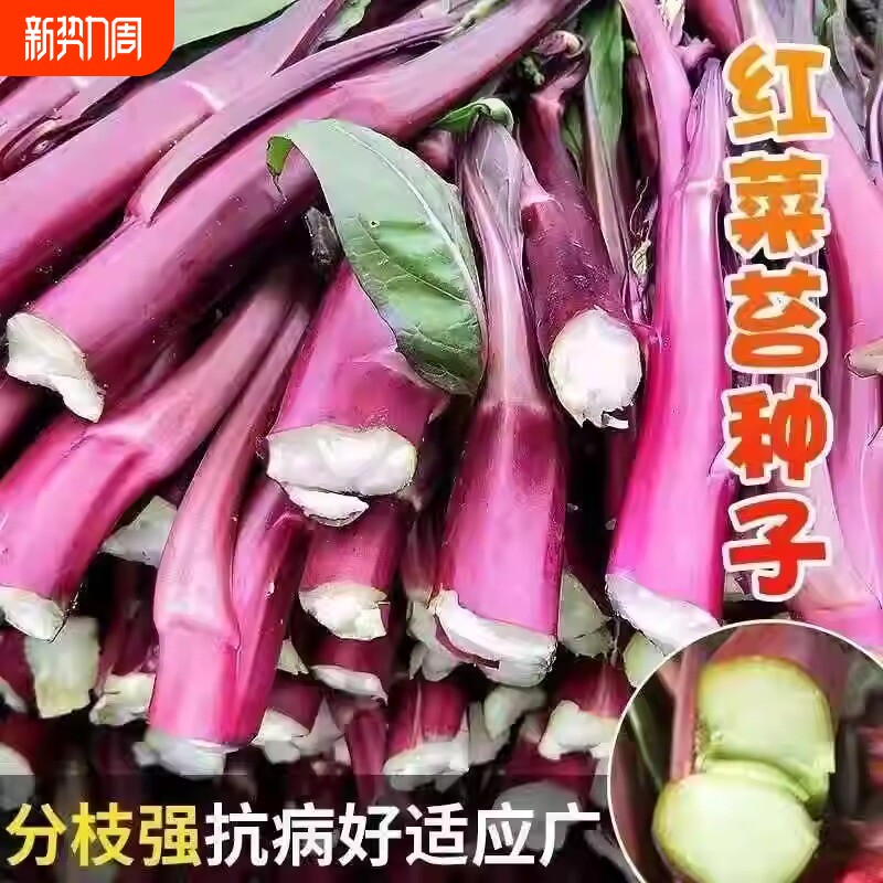 十月红菜苔种子改良高产红菜苔种籽紫菜薹春秋播农家菜园阳台
