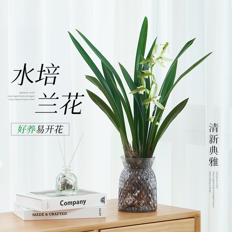 水培植物素心兰花盆栽建兰室内好养耐寒浓香兰草名贵花卉现带花苞