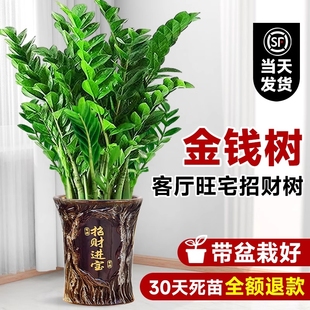 金钱树盆栽客厅大花盆摆件办公室内招财旺宅开业送礼绿植好养植物