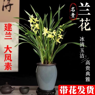 四季兰建兰大凤素带花苞开花浓香型易活室内阳台花卉素心兰花苗