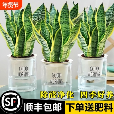 虎皮兰绿植客厅小盆栽水培植物