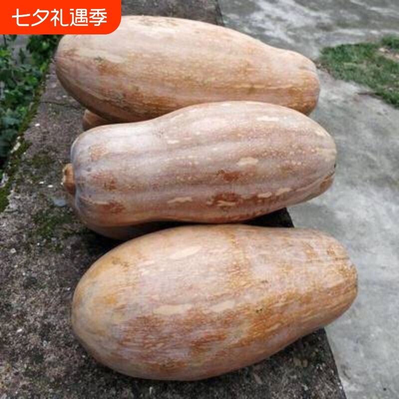 当季密本南瓜正宗老瓜蔬菜新鲜蜜本正品板栗味香甜软糯包邮南瓜饼