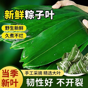 粽叶新鲜粽子叶大号包粽子专用的叶子旗舰店大干粽叶端午节送粽绳