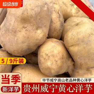 贵州毕节威宁黄心米拉洋芋高山特产老品种土豆新鲜粉糯马铃薯当季