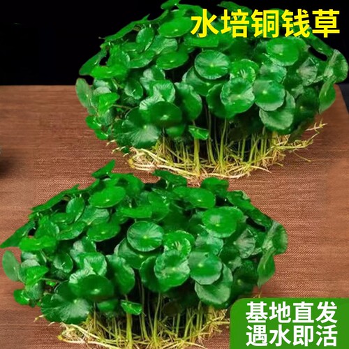 带叶铜钱草水培植物室内好养绿植