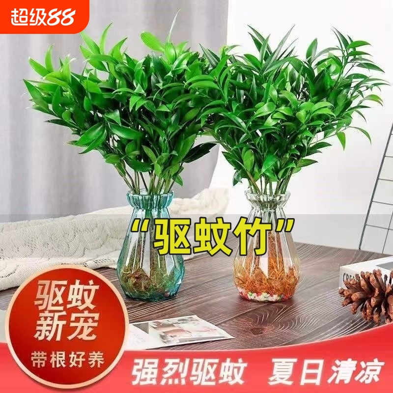 驱蚊竹柏水培植物盆栽绿萝花卉室内花鲜花办公室绿植发财树吸甲醛