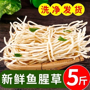 新鲜鱼腥草折耳根侧耳根嫩根农家自种凉拌泡茶蔬菜泡沫箱冰袋发货