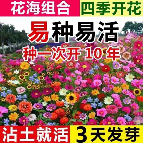 四季野花组合种子|超5000次加购