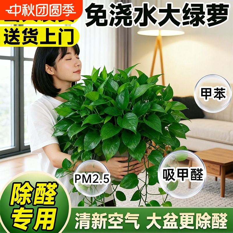 绿萝盆栽室内植物水培卧室客厅长藤绿箩大叶家用新房除甲大盆阳台