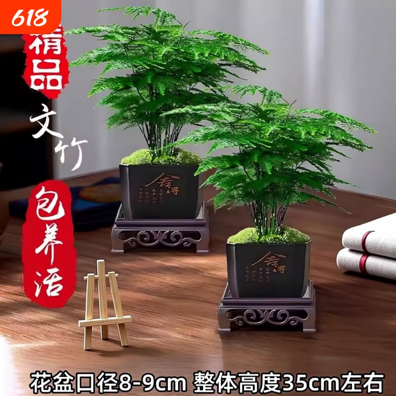 大文竹盆栽招财旺宅桌面盆景办公室内客厅茶室禅意绿植物四季摆放
